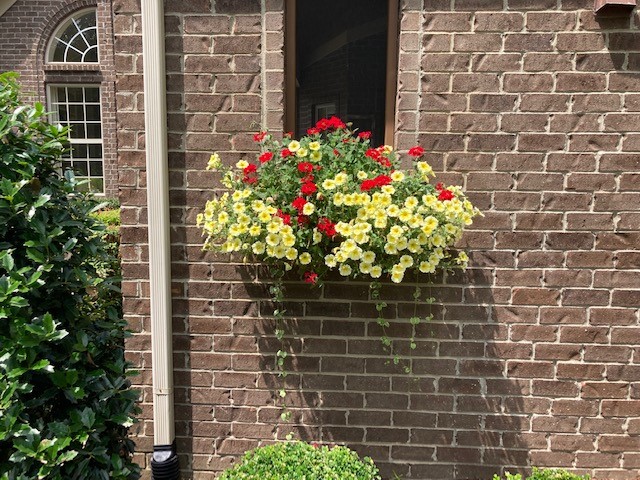 Nasturtium Window Box