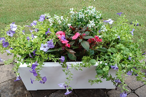 Flower Box Combinations