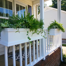 Fern planters on railings