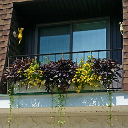 purple and yellow autumn plants for planter