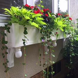 Green and red window box