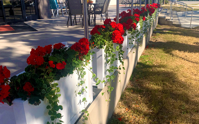 Geranium-flowerboxes-with-vines