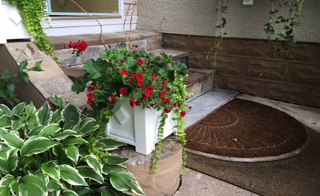 Geraniums in Planter