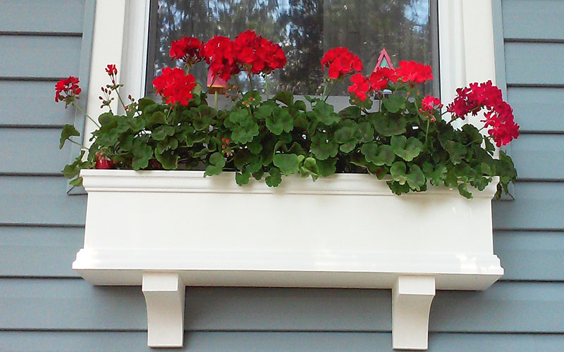 Geranium Window Boxes