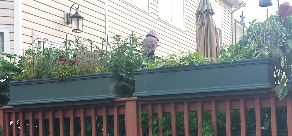 herb garden on deck railing