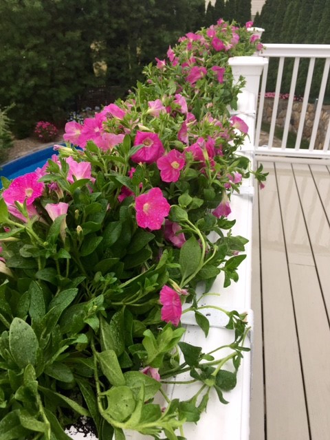 spring window box flowers on railing