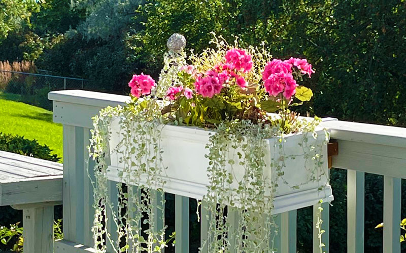 pink geranium flower box