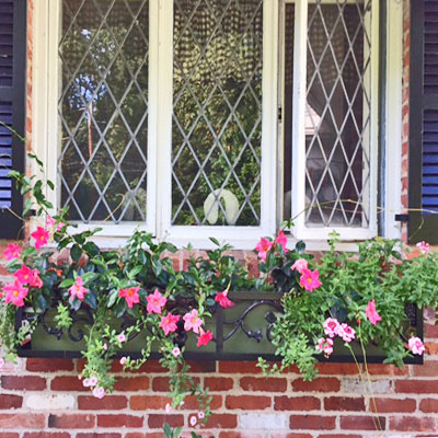 pink mandevilla vine in window box