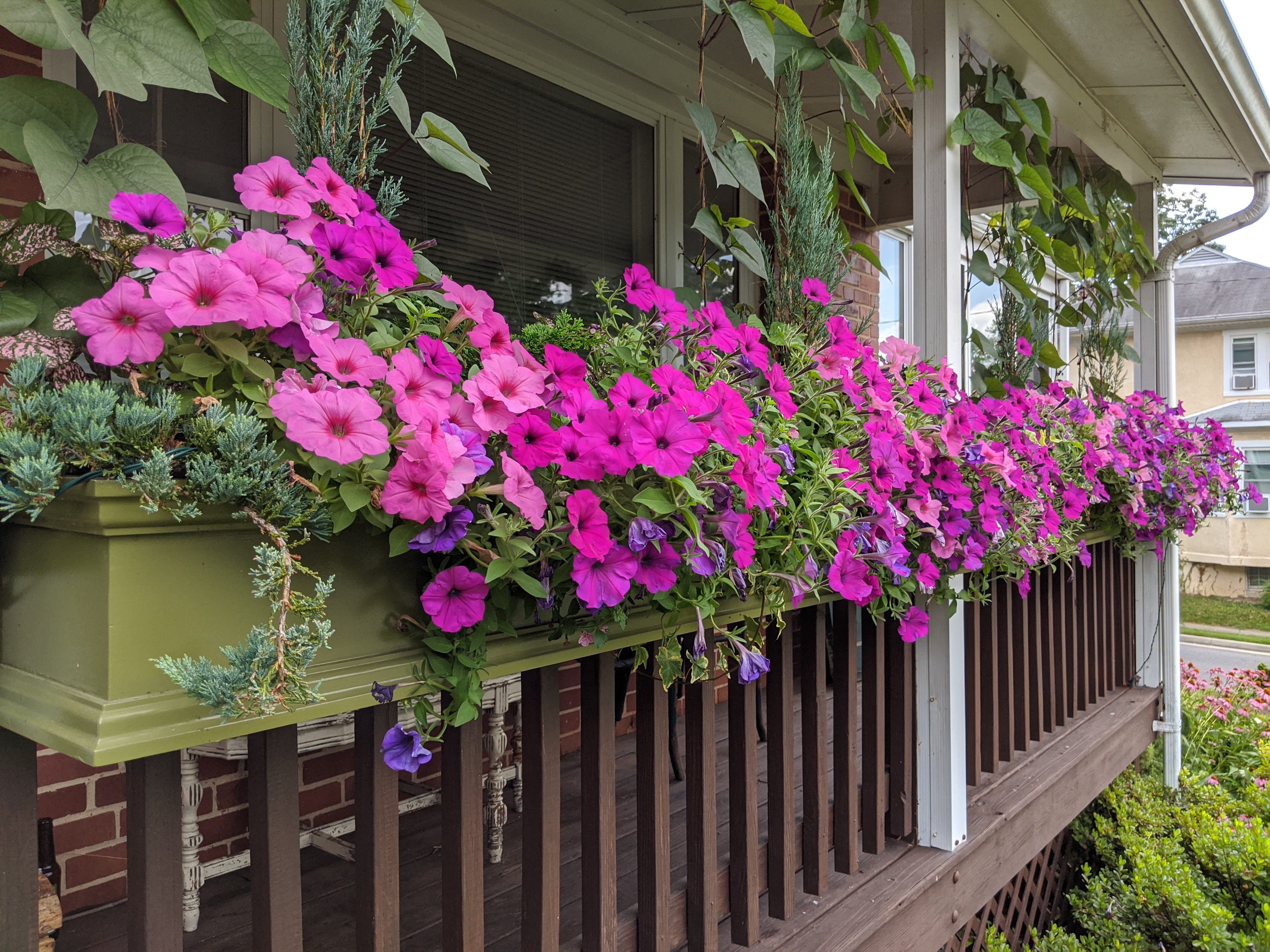 petunia window box