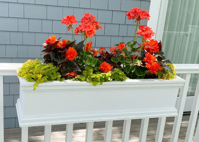 Red Orange Geraniums in Flower Box on Rail