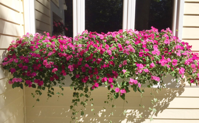 shade flower boxes