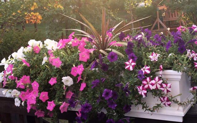 shade loving flowers in rail planter