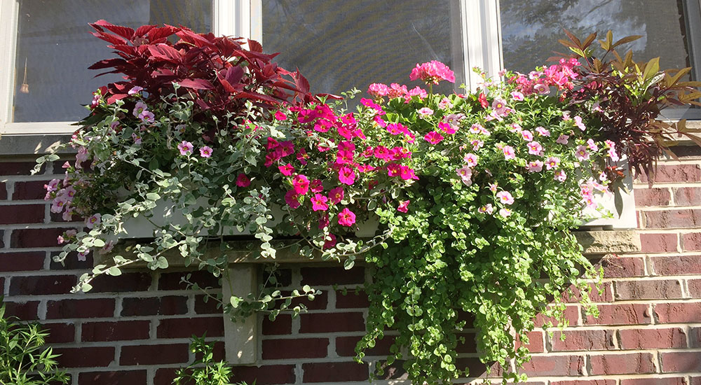 Silver Falls Dichondra Vine in Window Box