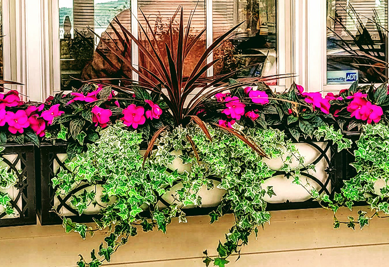 spring window box petunias spike and vine