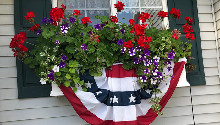 Spring window box geraniums