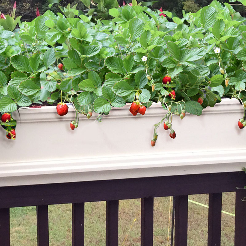 Strawberries in Planters