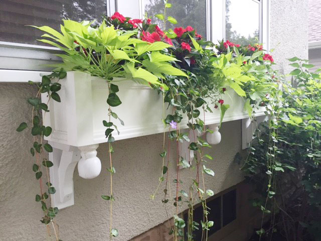 String of Hearts Vine in Window Box