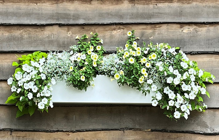 Summer Window Box Flowers Full Sun