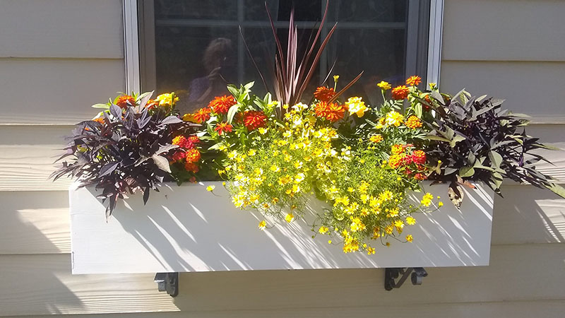 sun loving plants in window box
