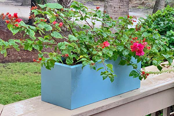 sun loving red flowers in flower box