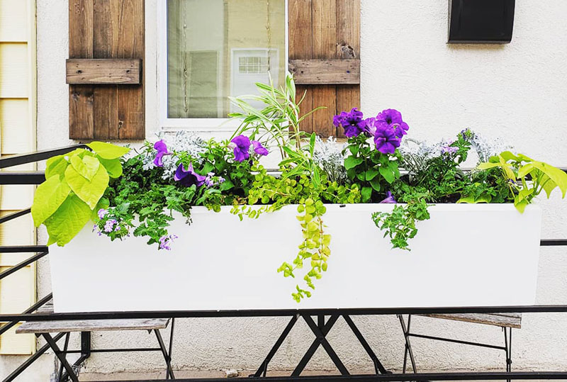 Flower Box Ideas For Partial Sun
