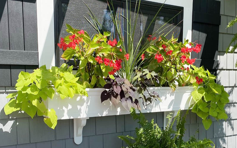 Sweet Potato Vine Window Box