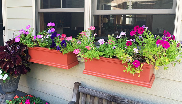 Summer Window Box Flowers for Shade