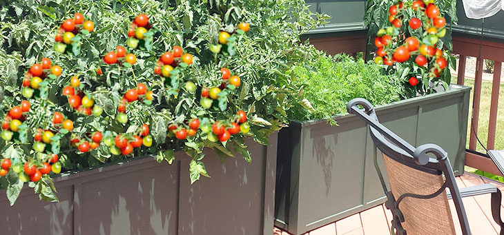 Tomatoe planters