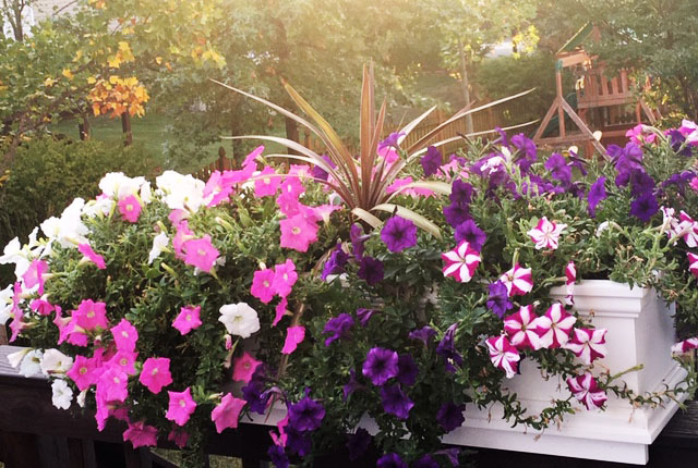 wave petunia flowering vine in window box