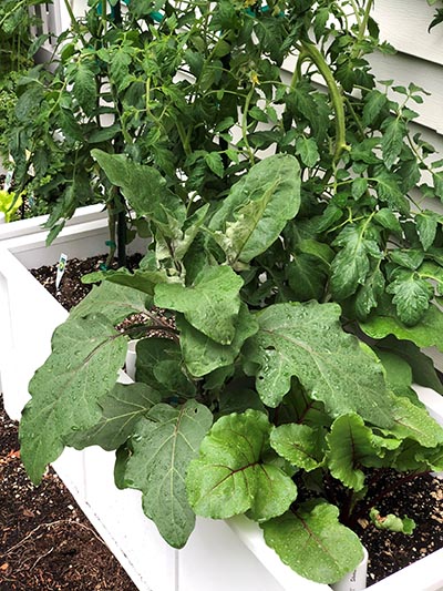 window box gardening